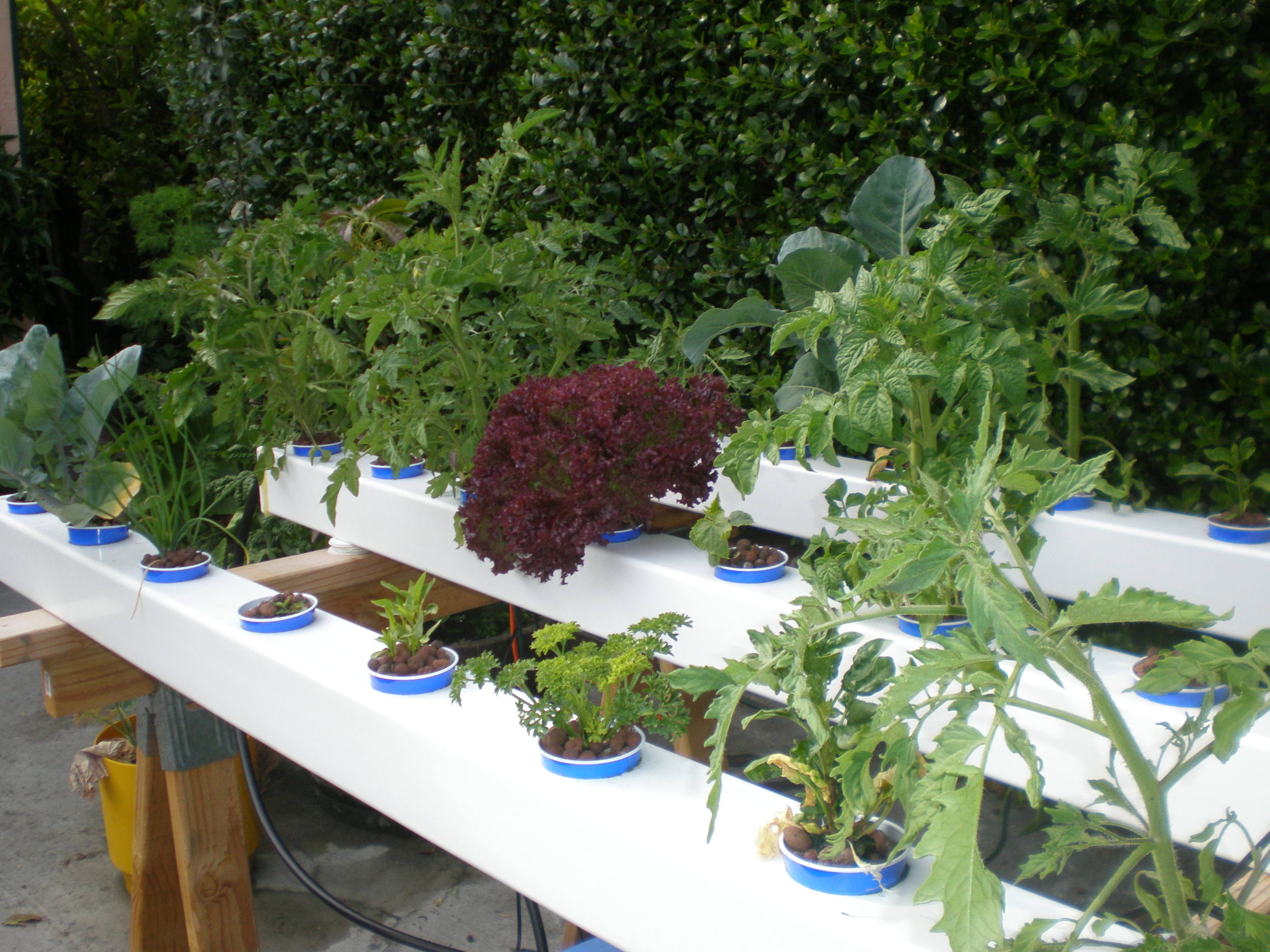 ​Hydroponic Garden